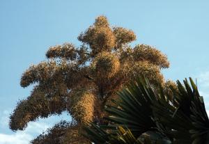 Jardines Rio 2010_035r.jpg